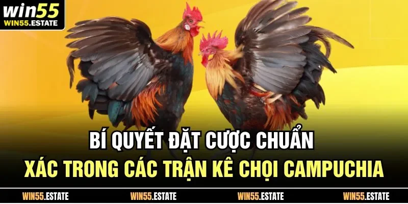 Đá Gà Campuchia Và 5 Hình Thức Cá Cược Hot Nhất Năm 2025 3 Bí quyết đặt cược chuẩn xác trong các trận kê chọi Campuchia