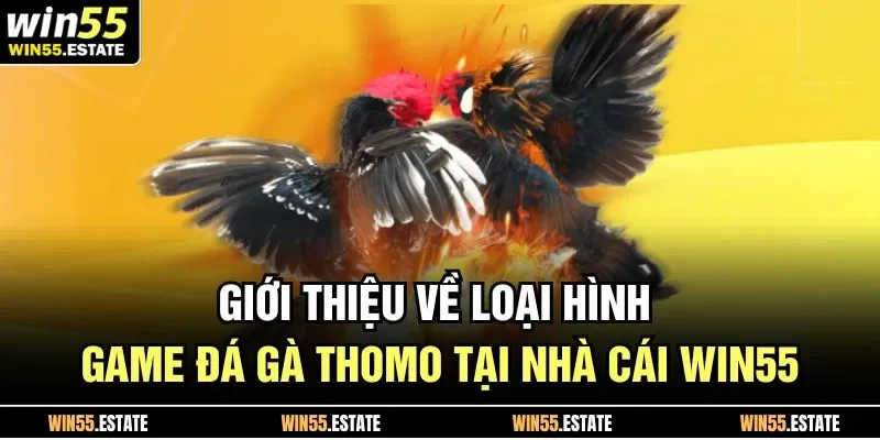 Đá Gà Thomo Trải Nghiệm Kèo Hấp Dẫn Bạn Không Thể Bỏ Qua 1 Giới thiệu về loại hình game đá gà thomo tại nhà cái Win55