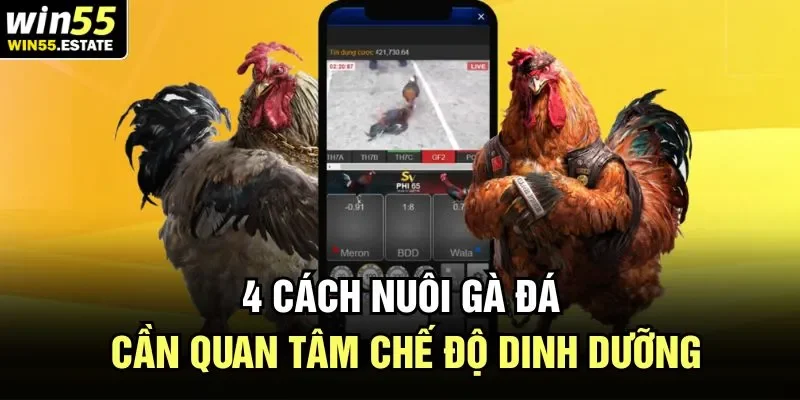 4 Cách Nuôi Gà Đá Win55 - Hướng Dẫn Dễ Hiểu, Chi Tiết Nhất 1 4 cách nuôi gà đá cần quan tâm chế độ dinh dưỡng