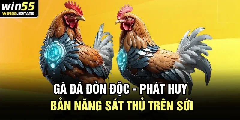 Gà đá đòn độc 55Win là kết quả của quá trình khổ luyện