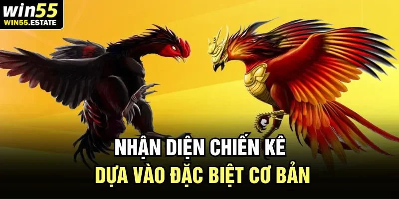 Nhận diện chiến kê dựa vào đặc biệt cơ bản
